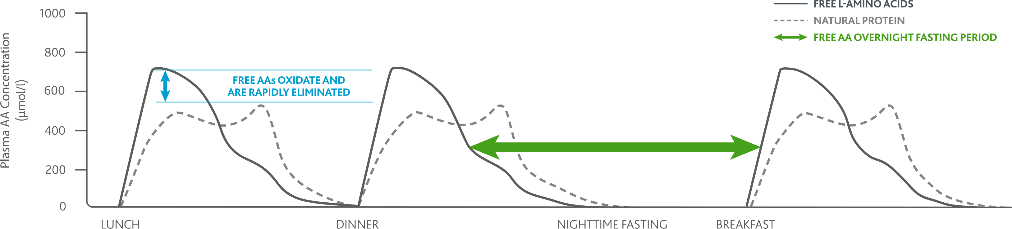 With free AAs, fast absorption means longer periods of lower plasma concentration of AAs throughout the day